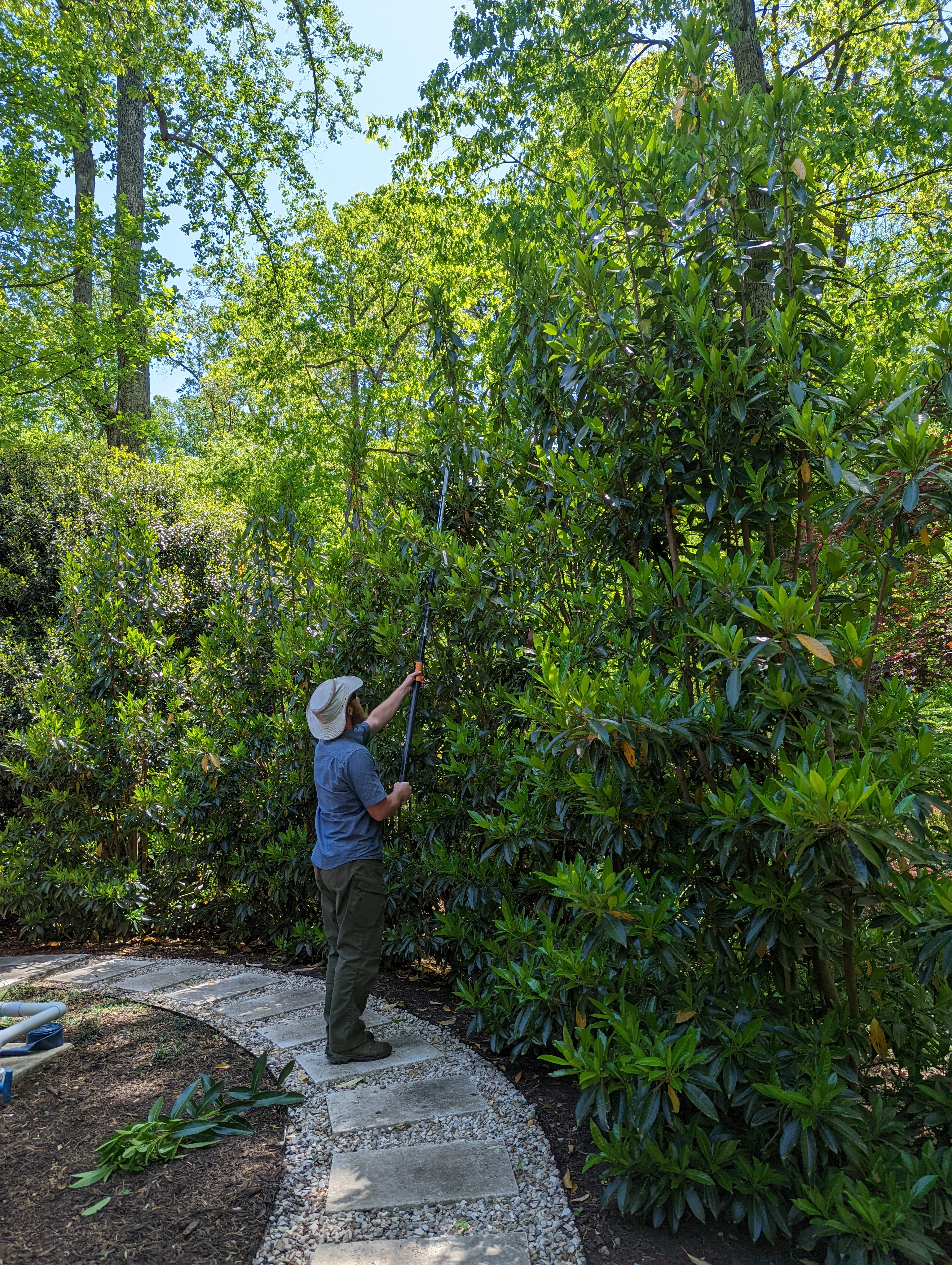 A picture of me pruning a viburnum hedge.